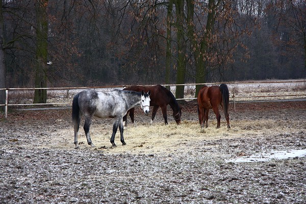  Hj 21.1.2011