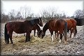 IMG_0198 
