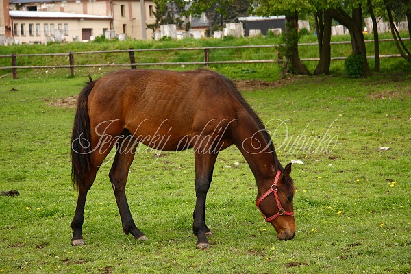  Hj ohrady 5.9.2010