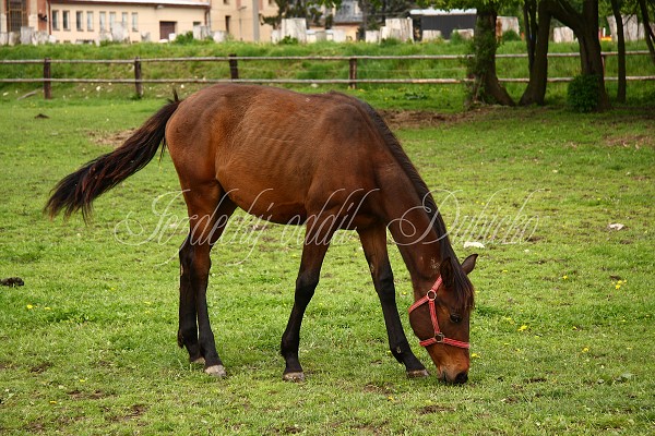  Hj ohrady 5.9.2010