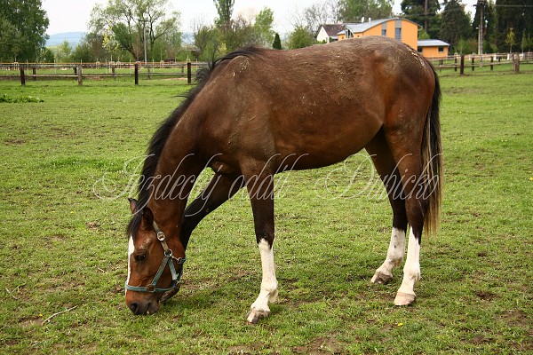  Hj ohrady 5.9.2010