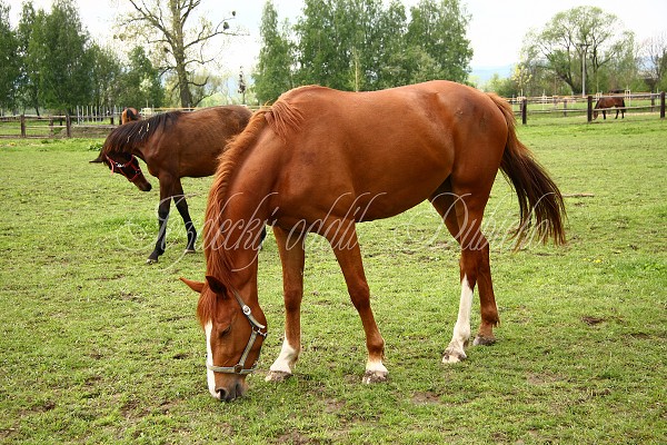  Hj ohrady 5.9.2010