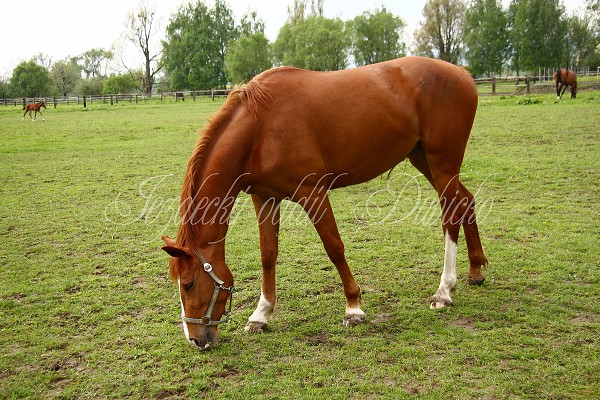  Hj ohrady 5.9.2010