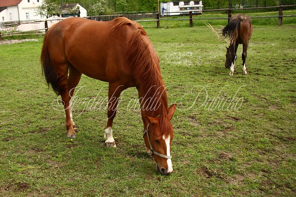  Hj ohrady 5.9.2010