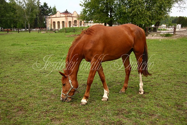  Hj ohrady 5.9.2010