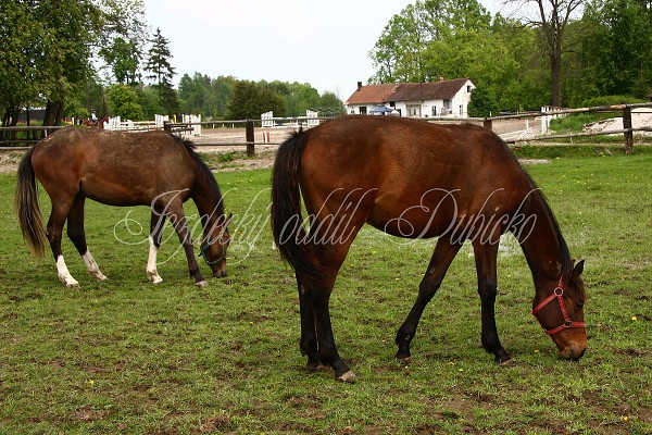  Hj ohrady 5.9.2010