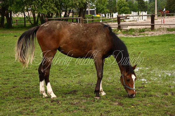  Hj ohrady 5.9.2010