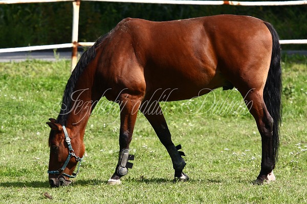  Hj ohrady 5.9.2010