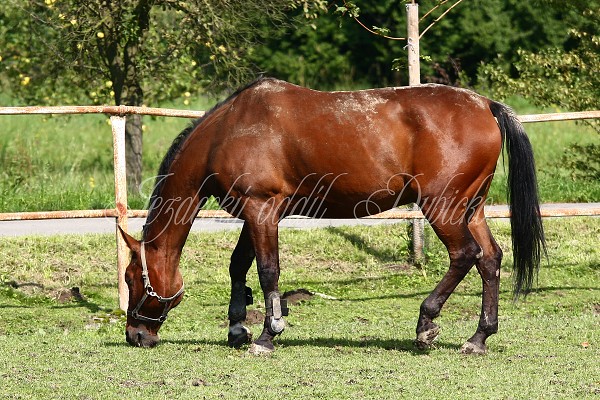  Hj ohrady 5.9.2010