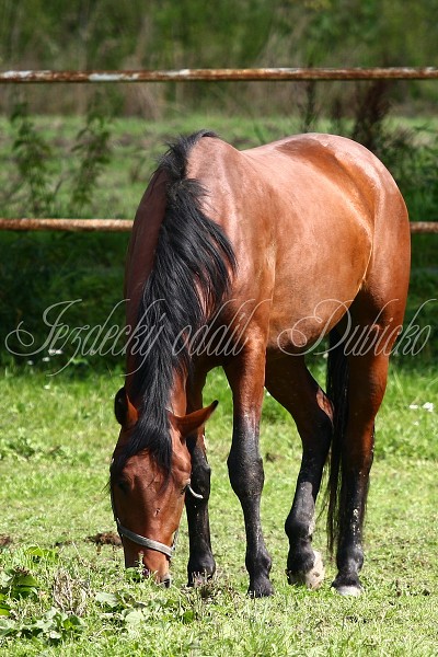  Hj ohrady 5.9.2010
