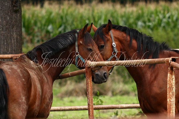  Hj ohrady 5.9.2010
