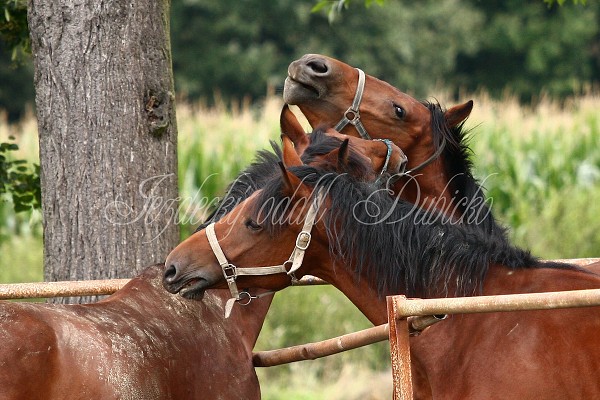  Hj ohrady 5.9.2010