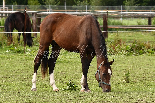  Hj ohrady 5.9.2010