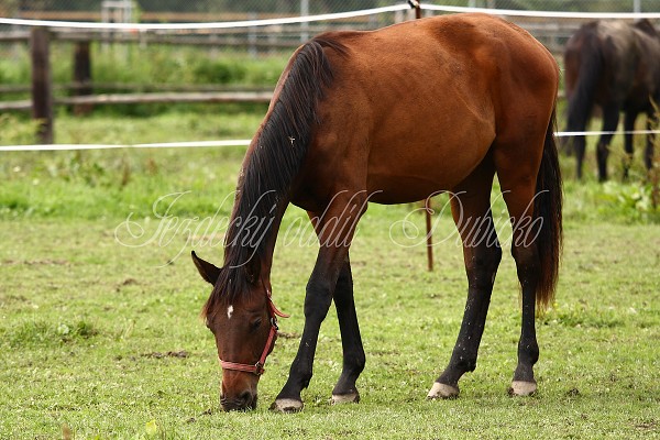  Hj ohrady 5.9.2010