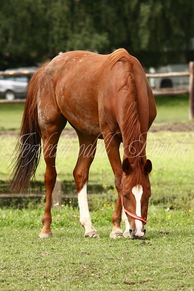  Hj ohrady 5.9.2010