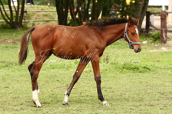  Hj ohrady 5.9.2010