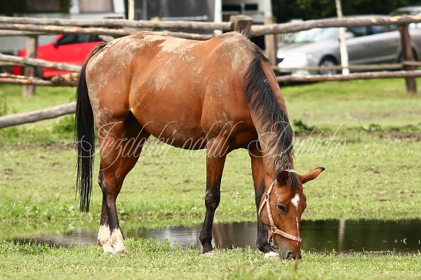  Hj ohrady 5.9.2010