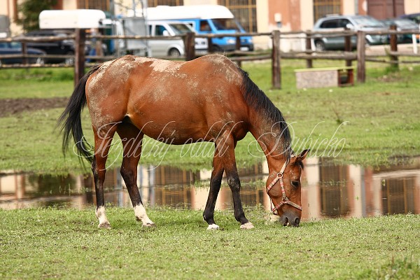  Hj ohrady 5.9.2010
