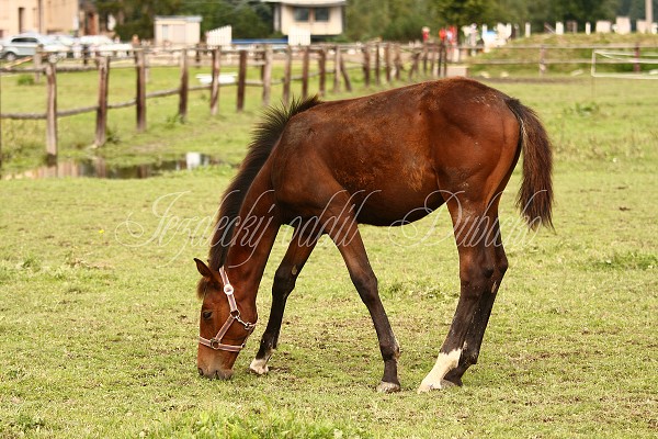  Hj ohrady 5.9.2010