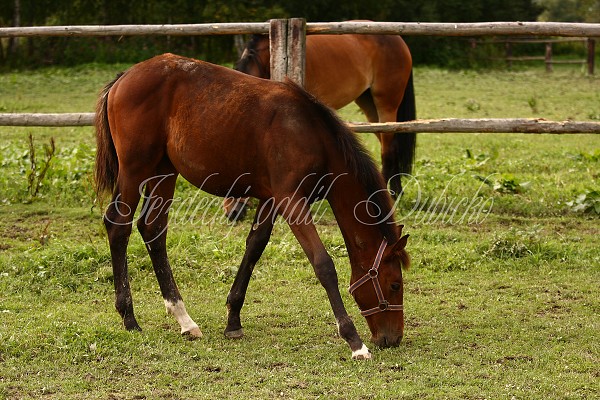  Hj ohrady 5.9.2010