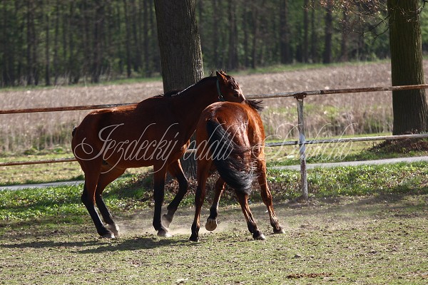 Hj ohrady 9.4.2011