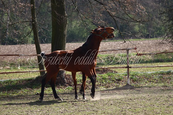 Hj ohrady 9.4.2011