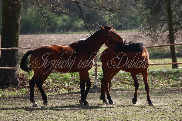 Hj ohrady 9.4.2011