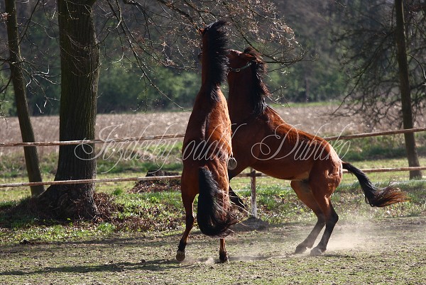 Hj ohrady 9.4.2011