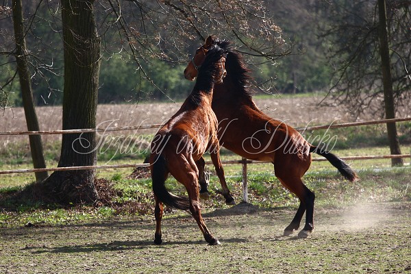 Hj ohrady 9.4.2011
