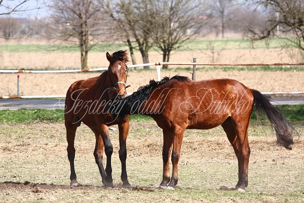 Hj ohrady 9.4.2011