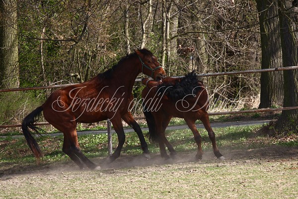 Hj ohrady 9.4.2011