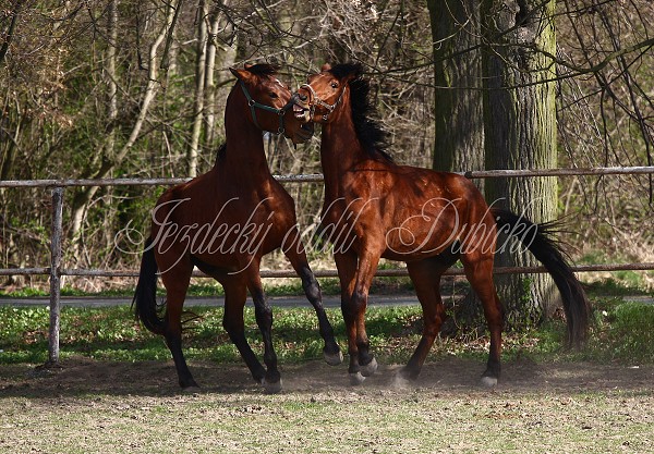 Hj ohrady 9.4.2011