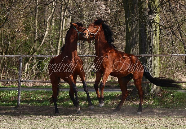 Hj ohrady 9.4.2011