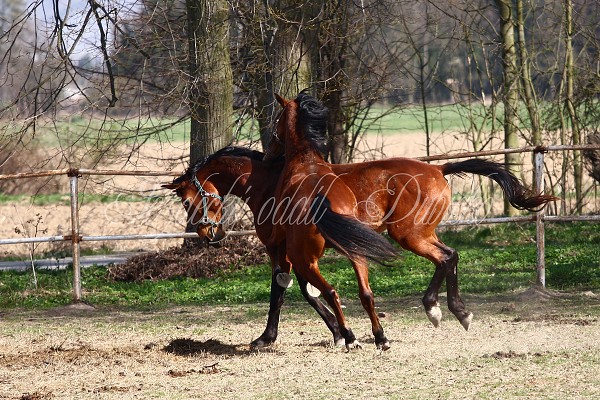 Hj ohrady 9.4.2011