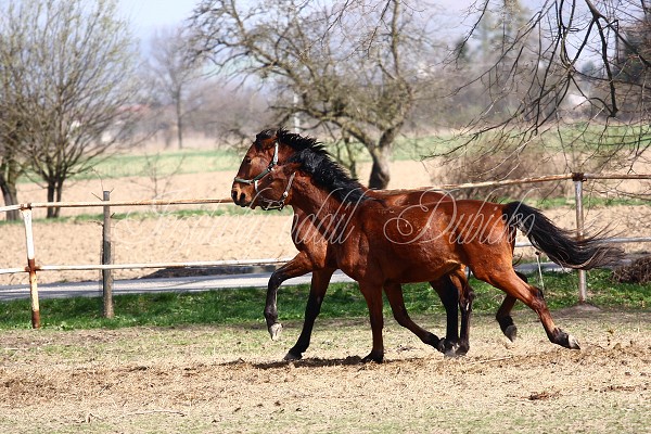 Hj ohrady 9.4.2011