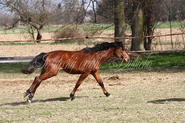 Hj ohrady 9.4.2011