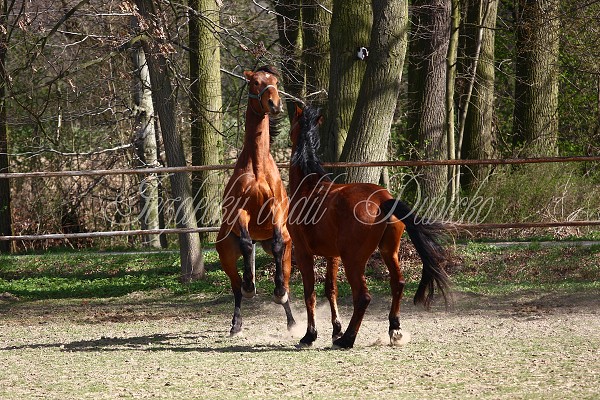 Hj ohrady 9.4.2011