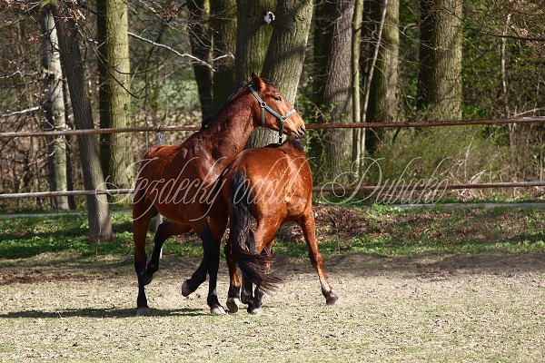 Hj ohrady 9.4.2011