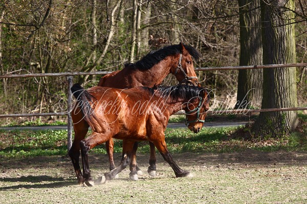 Hj ohrady 9.4.2011
