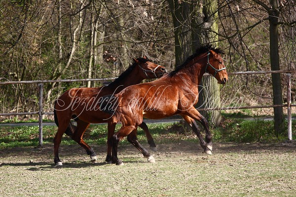 Hj ohrady 9.4.2011