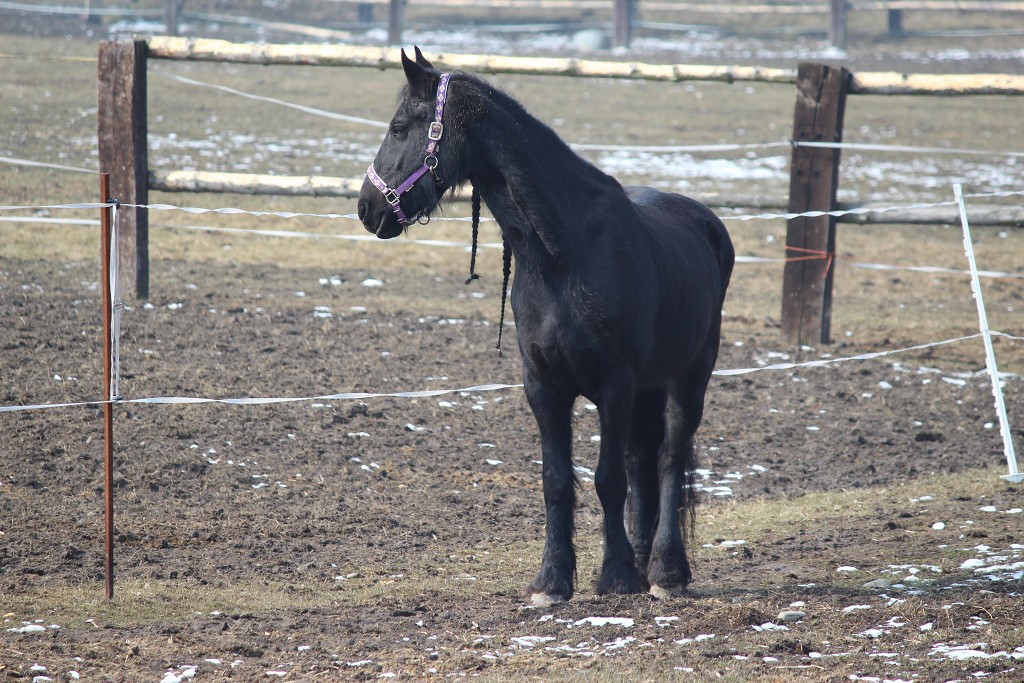 Hobby 31. b�ezna 2013 10:18:18