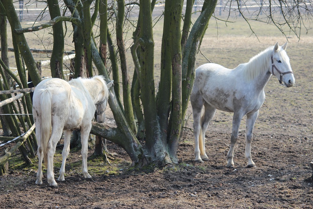 Hobby 31. b�ezna 2013 13:16:30