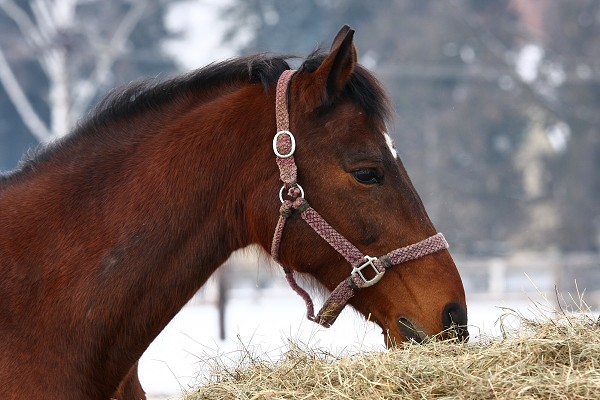Vbhy 17.1.2009