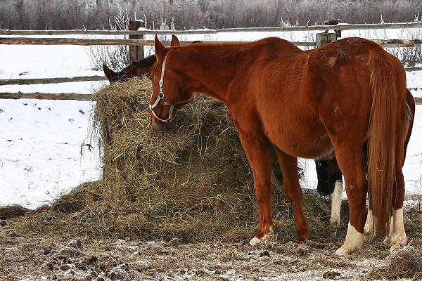 Vbhy 17.1.2009