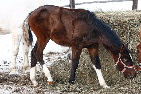 Vbhy 17.1.2009