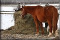 IMG_9648 