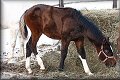 IMG_9650 
