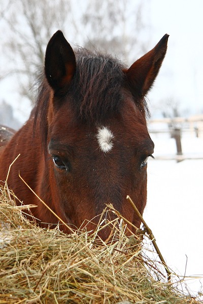 Ohrady 13.2.2010