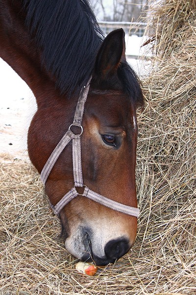 Ohrady 13.2.2010