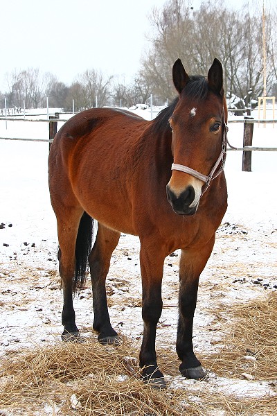 Ohrady 13.2.2010